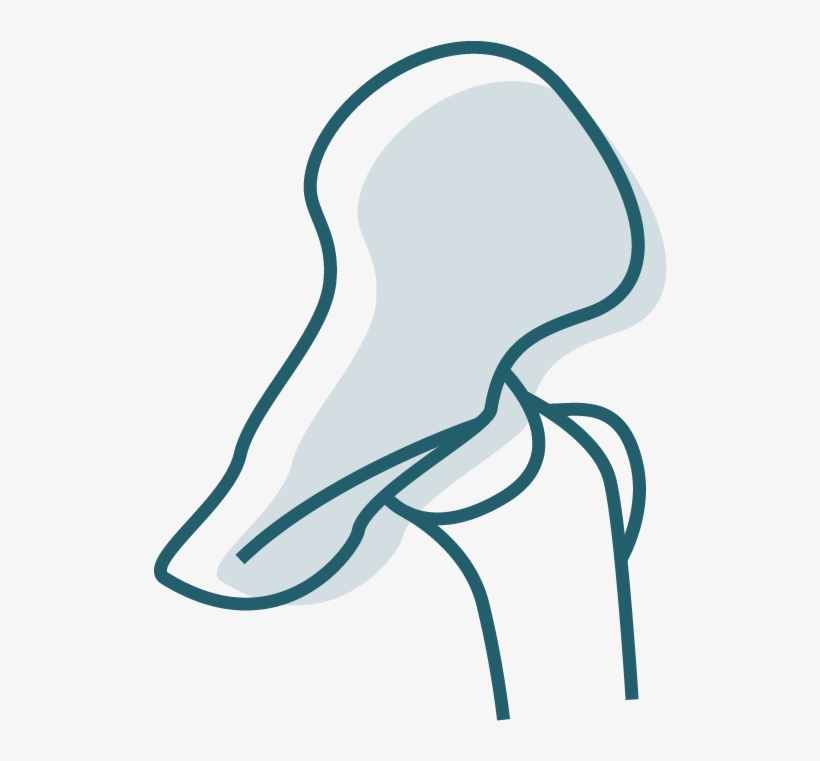 Hip - Portable Network Graphics, transparent png download