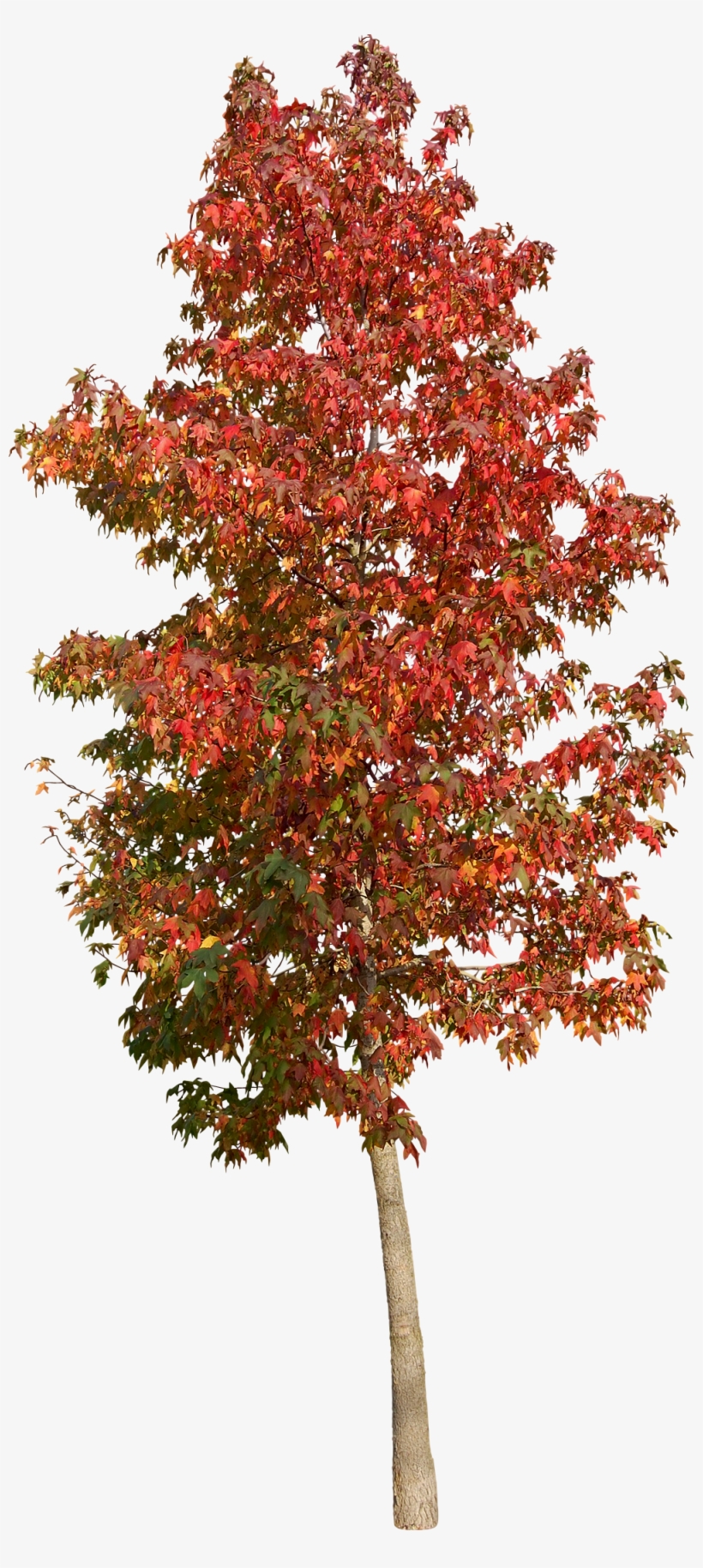 American Sweetgum - Sweetgum, transparent png download