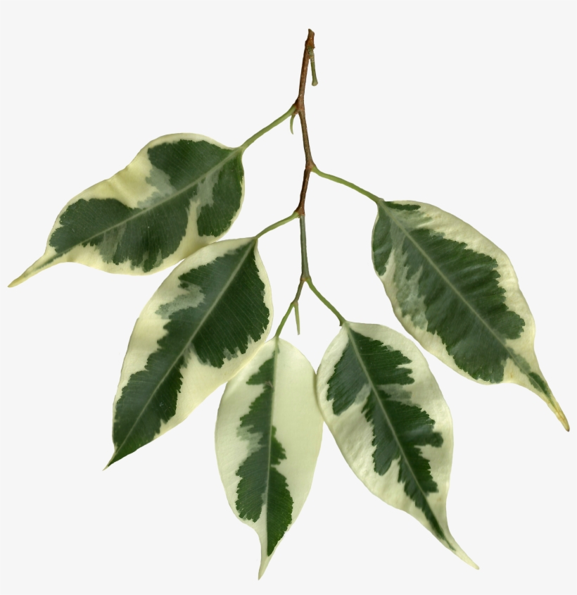 Ficus Benjamina Scanned Leaves - Leaf, transparent png download