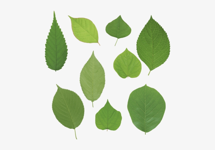 Free Png Green Leaves Png Images Transparent - Листья Сирени Png, transparent png download