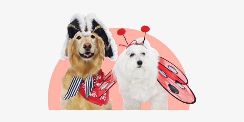 Furry Friend Costumes - Furry Fandom, transparent png download