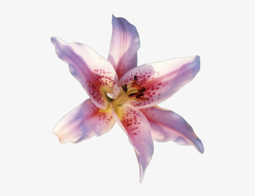 Oriental Lily Png, transparent png download