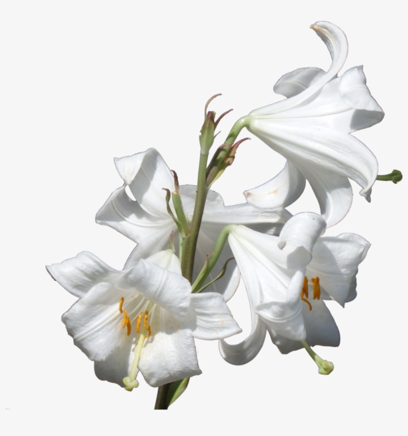 Png Image Information - Lilies Png, transparent png download