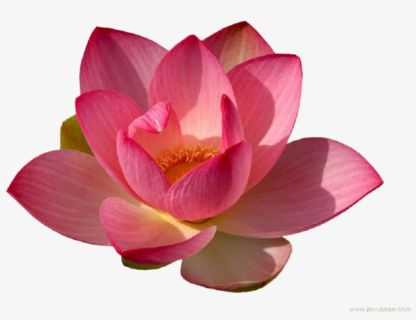 Water Lily Png Transparent - Water Lily Flower Png, transparent png download