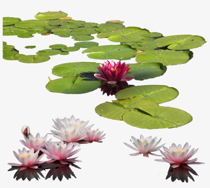 Free Png Water Lily Png Images Transparent - Water Lily Png, transparent png download