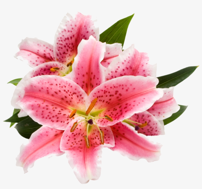 Ecoscents Stargazer Lily Wax Melts (3 Pack), Pink, transparent png download