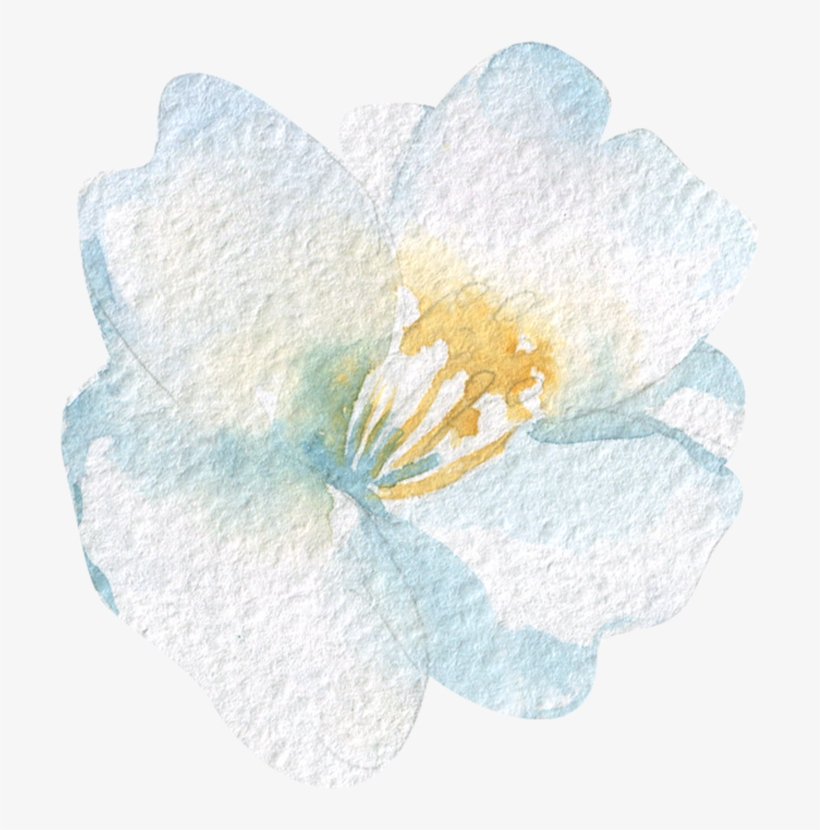 Floral2 0003 Layer-48 - Mimosa, transparent png download