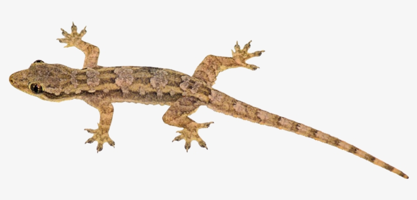 Lizard Png Transparent Image - Lizard Png, transparent png download