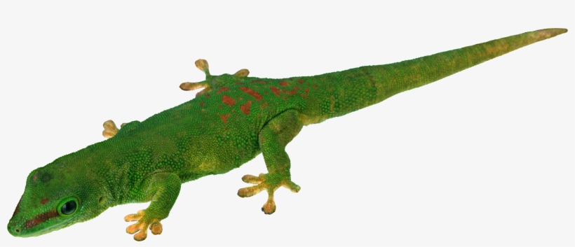 Lizard Png - Portable Network Graphics, transparent png download