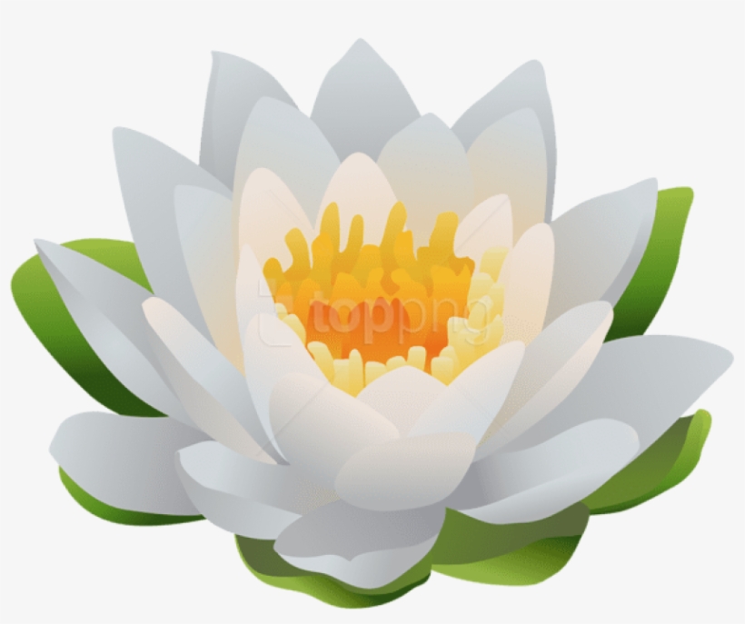 Water Lily Png Clip Art Image - Sacred Lotus, transparent png download