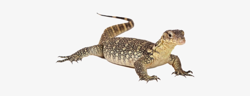 Lizard - Water Lizard Png, transparent png download