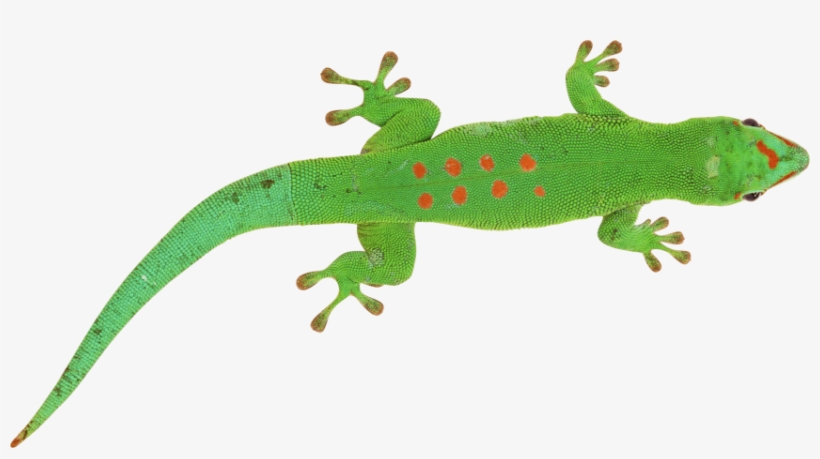 Free Png Green Lizard Png Images Transparent - Green Lizard Transparent