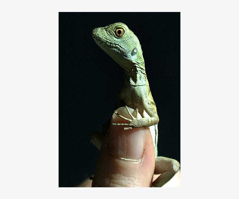 Go To Image - Water, transparent png download