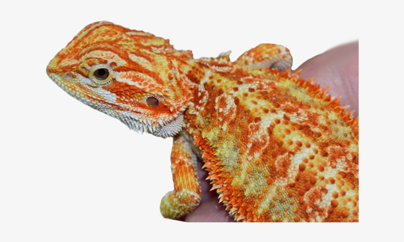 Links - Bearded Dragon Classic, transparent png download
