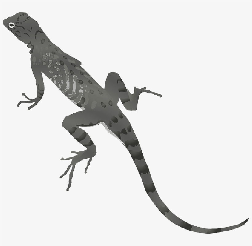 Tools - Lizard Clipart Transparent Background, transparent png download