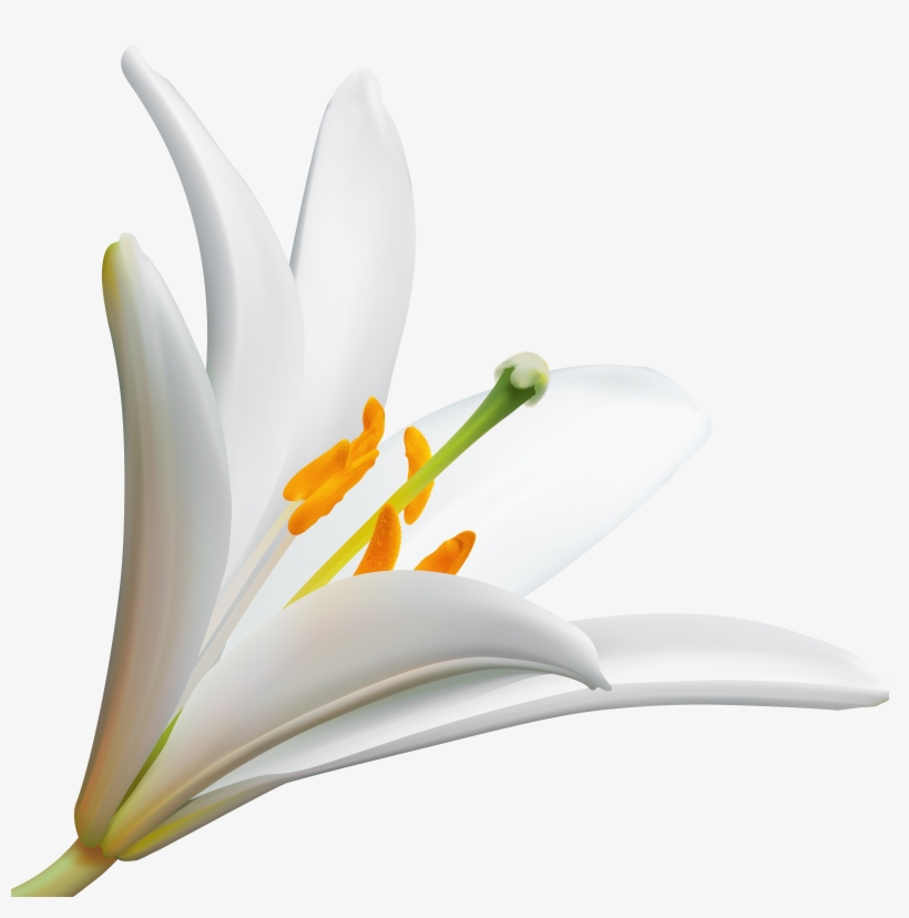 Lilly Cliparts, transparent png download