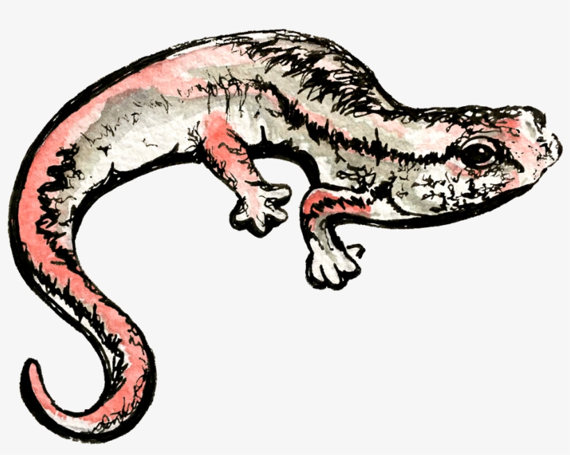 Illustrations Of Native Wildlife At The Forrest Woods - Alligator Lizard, transparent png download