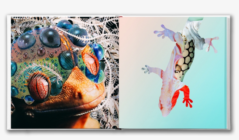 Scott Zukowski - Cute Lizard, transparent png download