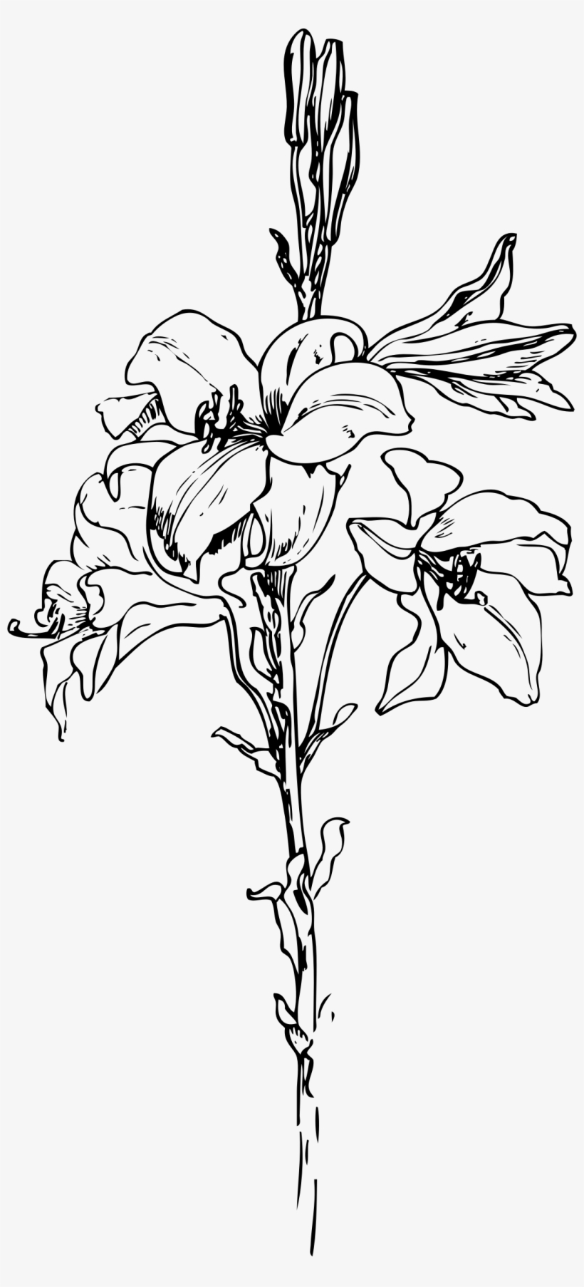 Lily Png, transparent png download