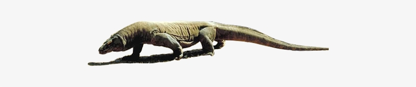 Banner Library Download Cebu Zoo - Transparent Komodo Dragon Png, transparent png download