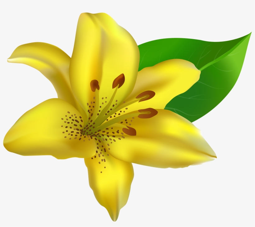 Lilies Clipart Yellow Bell - Yellow Lily Clip Art, transparent png download