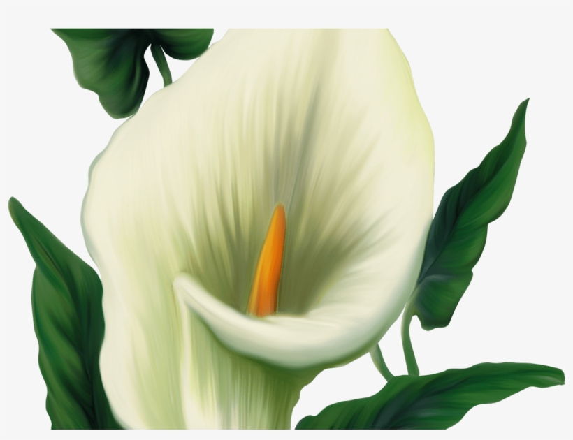 Calla Lily Png Picture Transzfer Pinterest Calla Lilies - Flor Cala Png, transparent png download