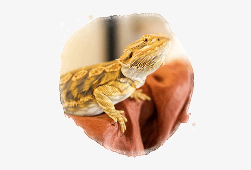Lots Of Critters - Agama, transparent png download