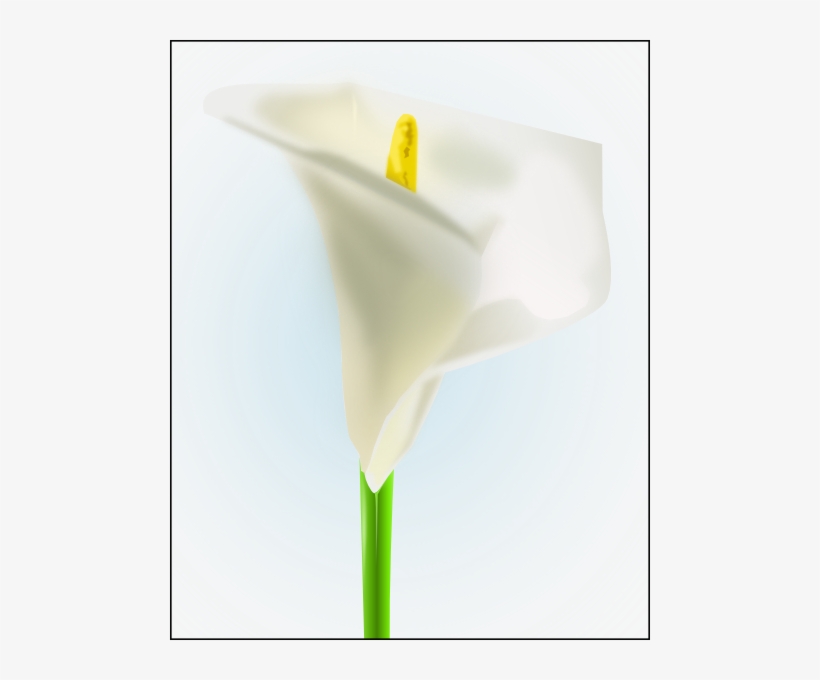 How To Set Use White Lily Clipart, transparent png download