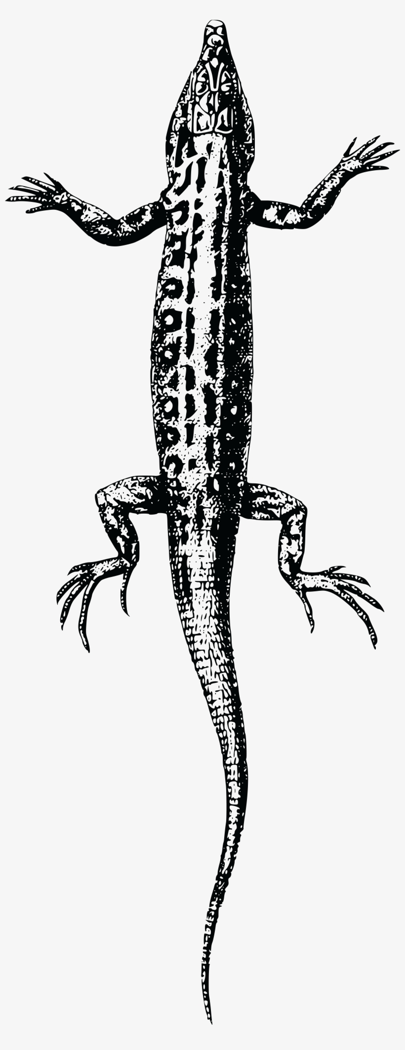, , - Lizard, transparent png download