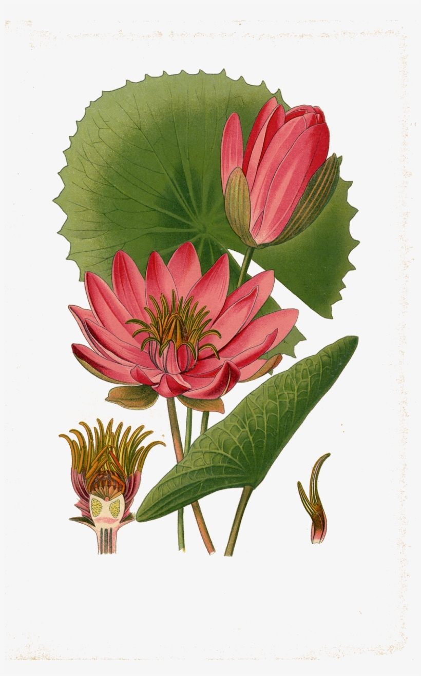 Water Lily Png Transparent Images - Botanical Illustration Lotus, transparent png download