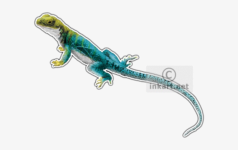 Collared Lizard Crotaphytus Collaris Graphic Black - Oklahoma State Animals Round Ornament, transparent png download