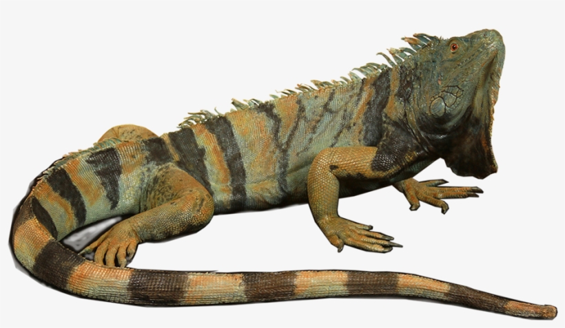 From Alligator Head Mounts To Turtle Taxidermy Mounts, - Green Iguana, transparent png download