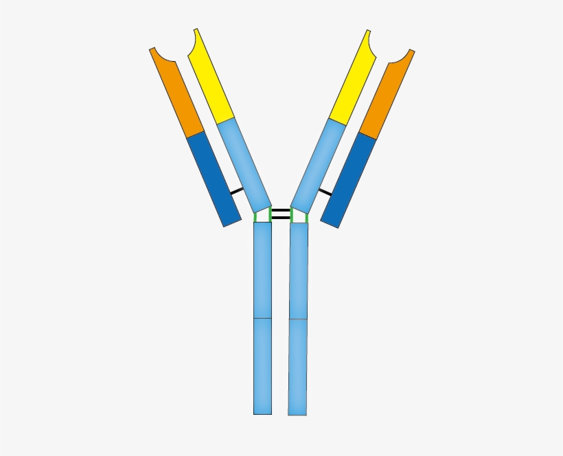201603 Antibody - Antibody, transparent png download