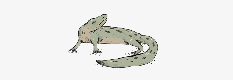 Lizard, transparent png download
