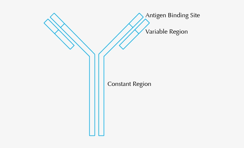 What Is An Antibody - Antibody Diagram, transparent png download
