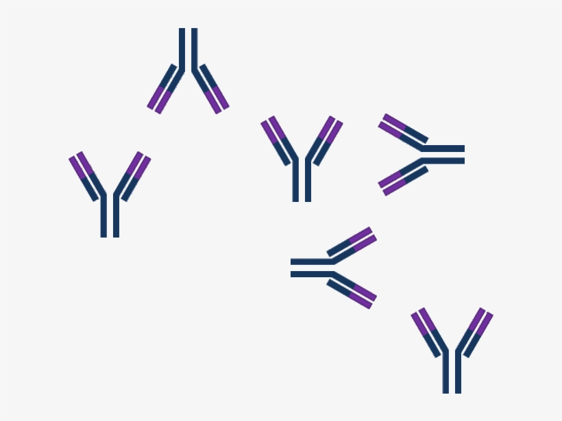 Model Of Antibody Or Antigen Excess - Antigen Png, transparent png download