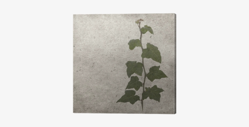 Green Ivy On Old Grunge Antique Paper Texture Canvas - Photography, transparent png download