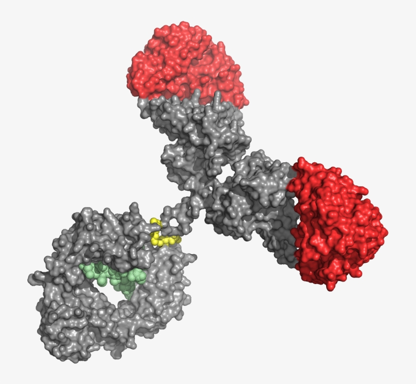 Therapeutic Antibody, transparent png download