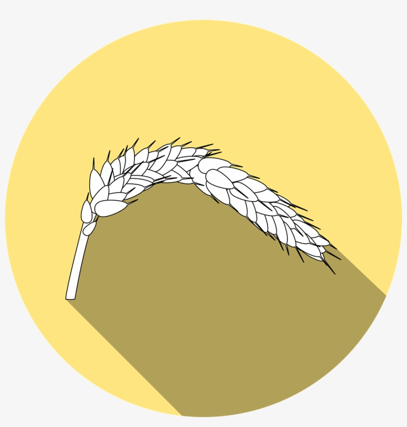 Wheat, Icon - Celiac Disease, transparent png download
