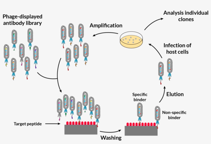 Immunoprecise Is Proud To Announce The Addition Of - Diagram, transparent png download