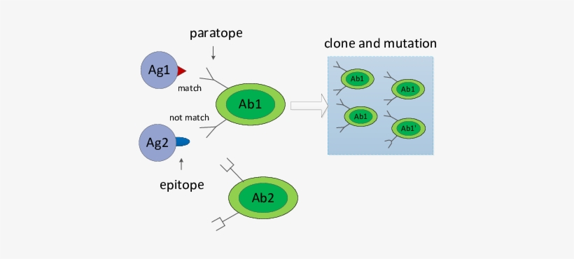 Antigen Recognition, Clone And Mutation Of Antibody - Antibody, transparent png download