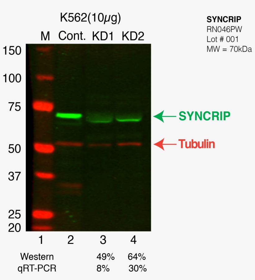 Syncrip Crispr K562 - Email Attachment, transparent png download