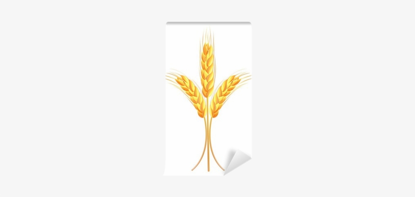 Wheat, transparent png download