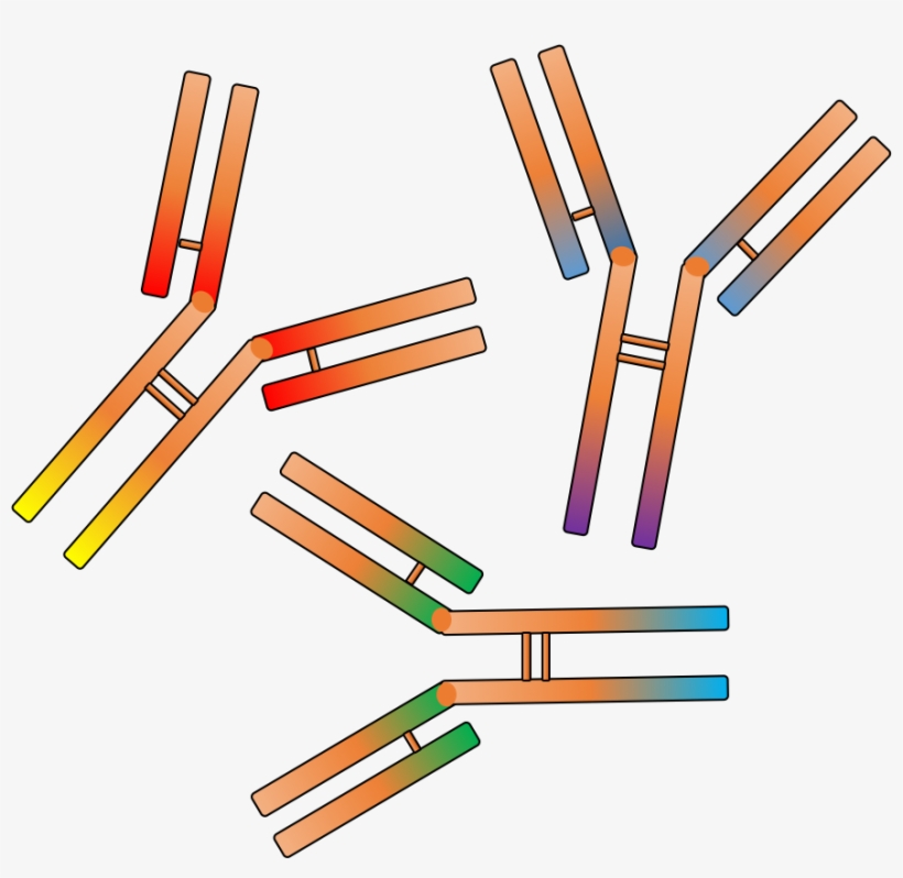 Rabbit Polyclonal Antibody Service - Antibody, transparent png download