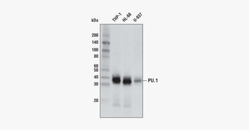 Gallery - Pu - 1 Antibody - - Number, transparent png download