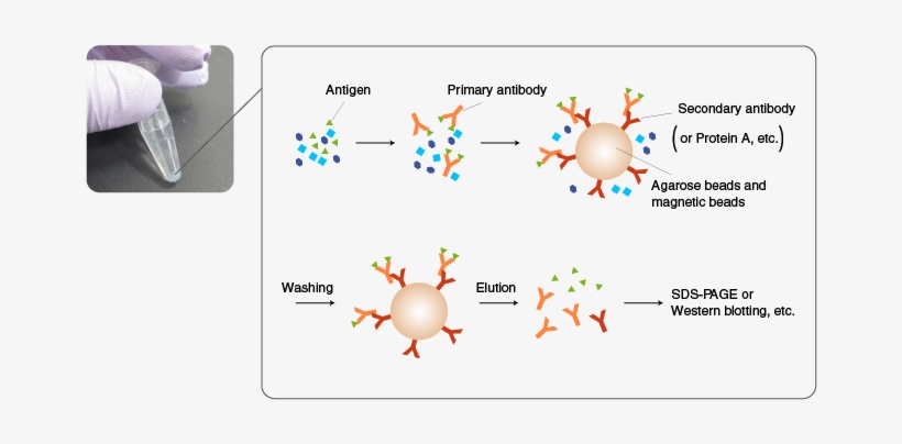 In Ip, An Antibody Is Added First To A Mixture Containing - Co Ip, transparent png download