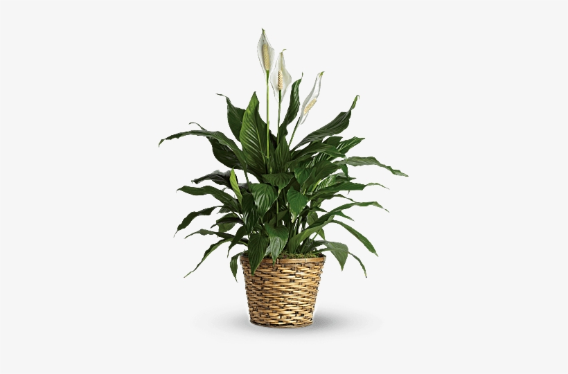 Simply Elegant Spathiphyllum, transparent png download