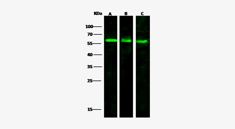 Anti-vnn2 Antibody Images - Cd3d, transparent png download