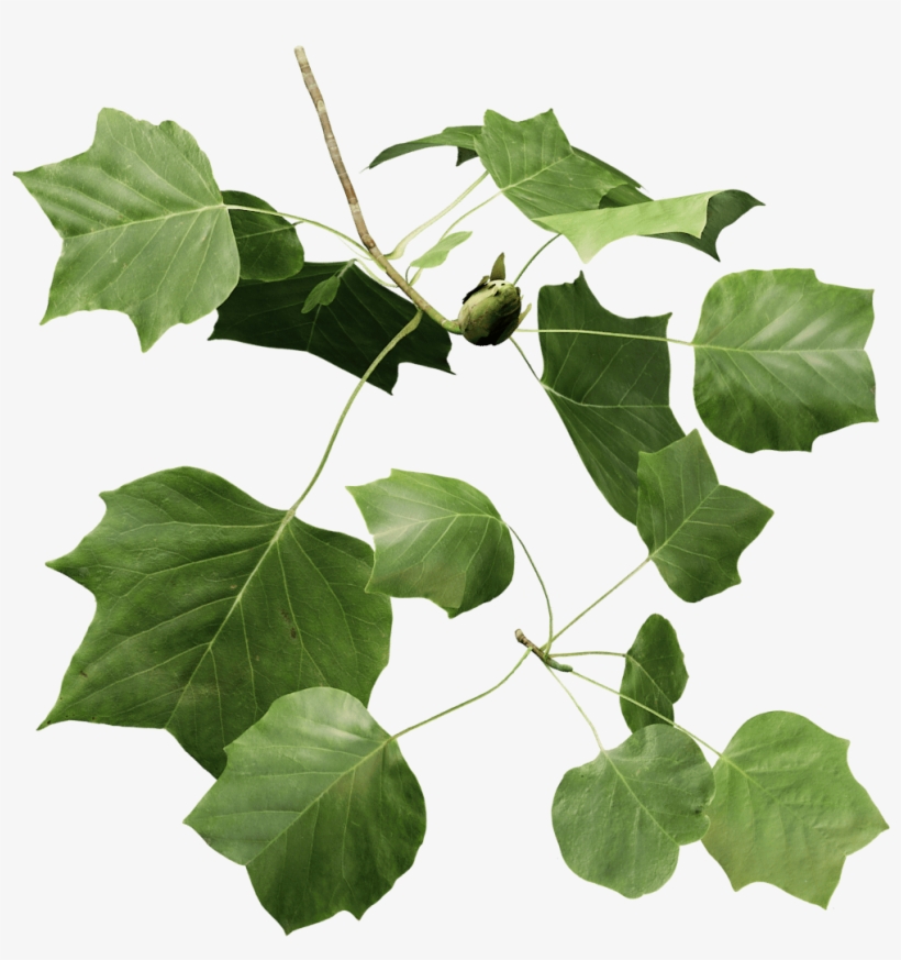 Tulip Tree - Tulip Tree Png, transparent png download