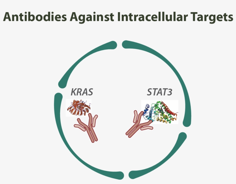 Antibodies Against Intracellular Targets - La Cell Internalize Antibody, transparent png download